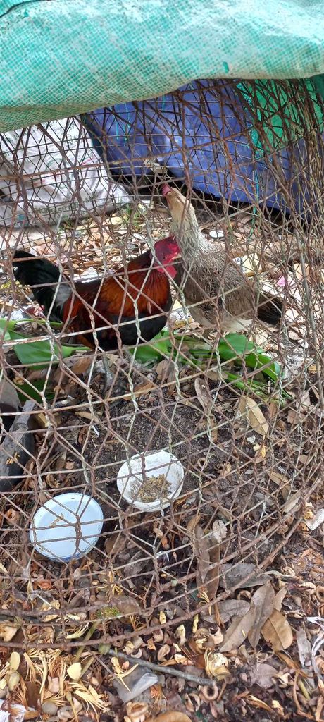 Gà tre cặp đa sắc chân xanh. Mua bán Gà tại Huyện Châu Thành Đồng Tháp được đăng bởi Đạt Cỏ hình 1