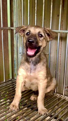 chó becgie Đức F to con giữ nhà thả vườn xưởng