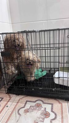 Chó Poodle Tiny đực cái đã tiêm
