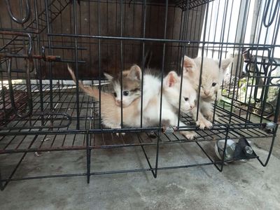 Mèo Anh đực cái 3 tháng