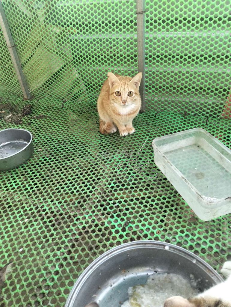 Mèo Anh lông ngắn 1 năm tuổi. Mua bán Mèo tại Thành phố Thủ Dầu Một Bình Dương được đăng bởi Nguyễn Hữu Cường hình 1