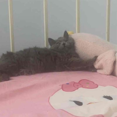 Mèo lông dài Xám