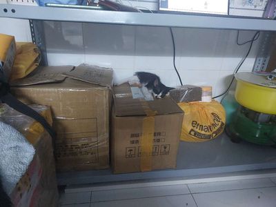 Bạn có tâm nuôi ạ.. Mua bán Mèo tại Quận Bình Thạnh Tp Hồ Chí Minh được đăng bởi nguyễn hằng