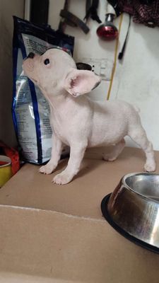 Bull Pháp size nhỏ siêu kute Zá rẻ. Mua bán Chó tại Huyện Thanh Trì Hà Nội được đăng bởi Tĩnh