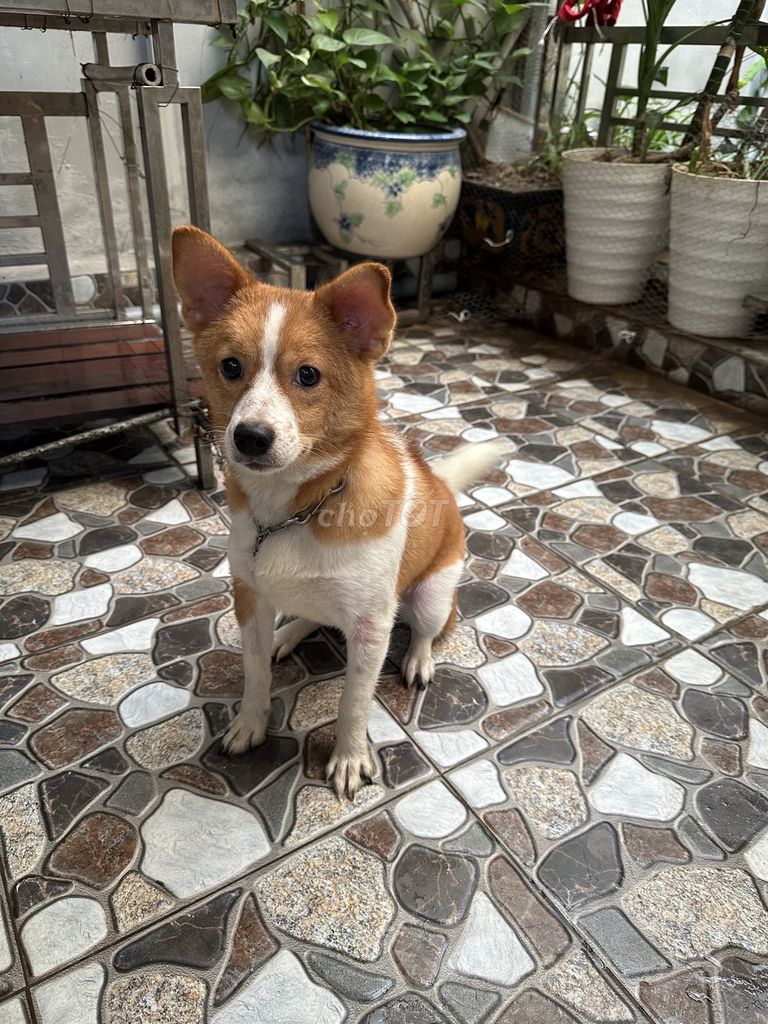 Chó Corgi lai đực đã tiêm. Mua bán Chó tại Quận Lê Chân Hải Phòng được đăng bởi Hanh  hình 1