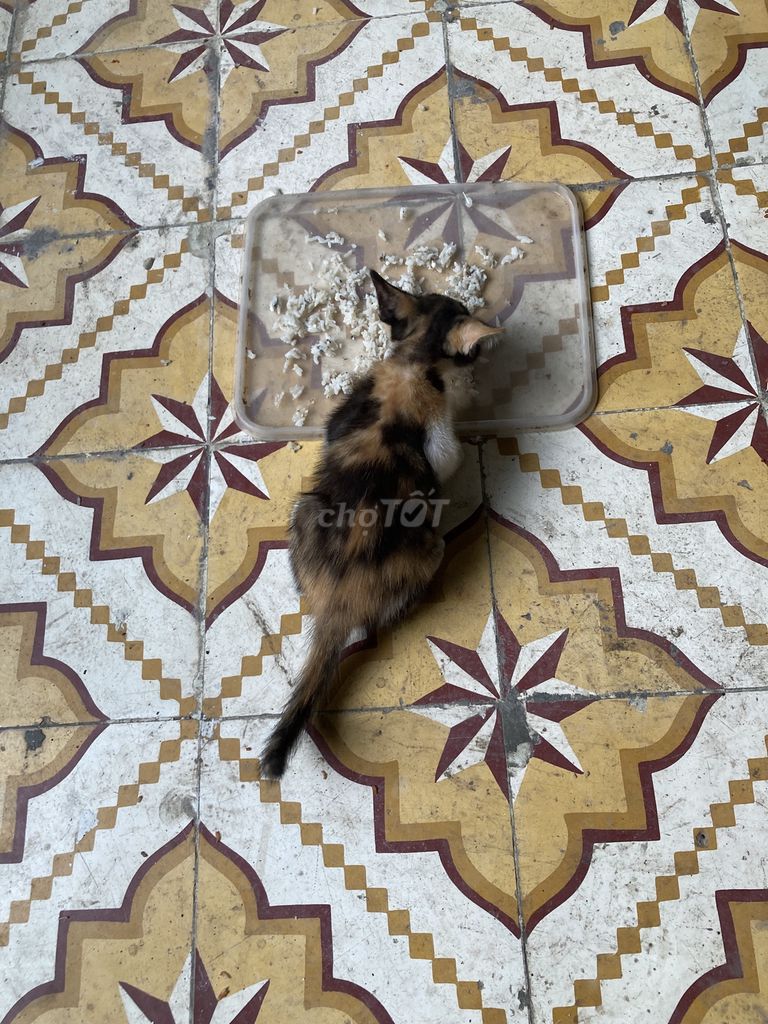 Mèo tam thể 2 tháng tuổi. Mua bán Mèo tại Quận Thanh Xuân Hà Nội được đăng bởi Tên chưa cung cấp hình 3