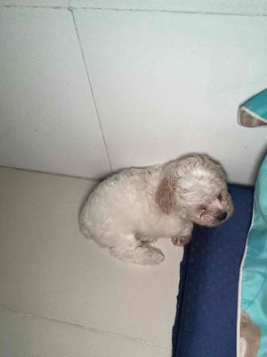 Chó Poodle Tinicup Trắng kem