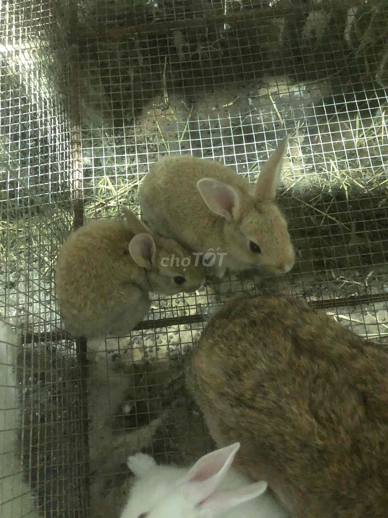 Thỏ thịt thỏ con. Mua bán Thú cưng khác tại Thành phố Bà Rịa Bà Rịa - Vũng Tàu được đăng bởi Quốc Tuấn hình 1