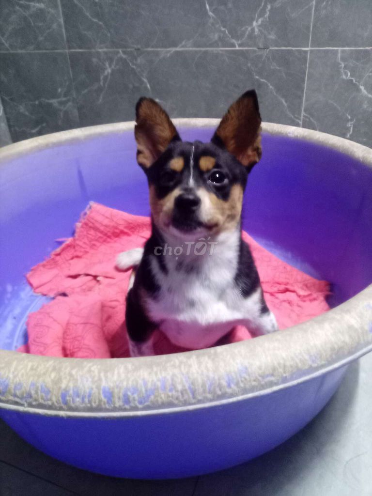 Bán em phốc hươu ngoan,nhanh nhẹn. Mua bán Chó tại Quận Bắc Từ Liêm Hà Nội được đăng bởi Hải Yến hình 1