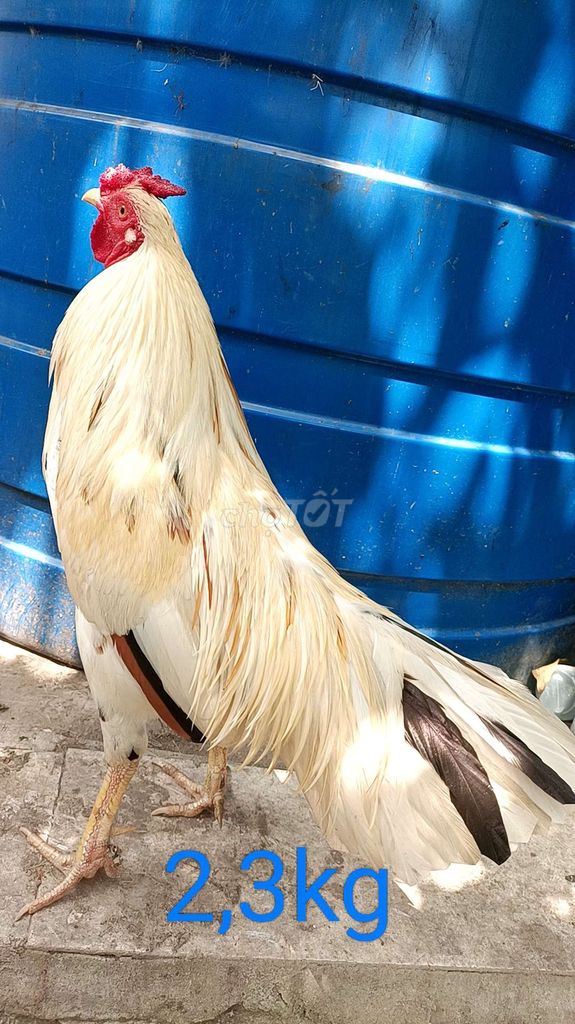 2.3kg bướm hên đo. Mua bán Gà tại Quận Bình Thuỷ Cần Thơ được đăng bởi nguyen van hien hình 1
