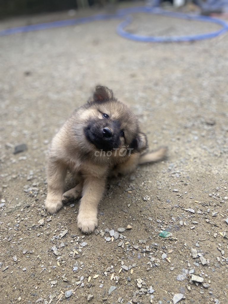 Chó lai xù giữ nhà, nuôi cảnh. Mua bán Chó tại Huyện Hòa Vang Đà Nẵng được đăng bởi Văn Hải hình 4