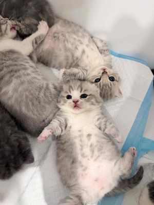 Mèo Scottish Fold Xám trắng Đã tiêm phòng