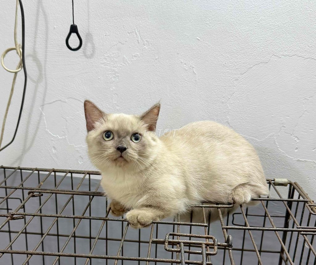 Mèo Hima đực xám 5 tháng chân lùn. Mua bán Mèo tại Thành phố Thủ Đức Tp Hồ Chí Minh được đăng bởi Trần Thiện  hình 1
