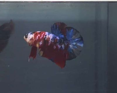 Cá Betta Metalic 3.5cm Đa màu
