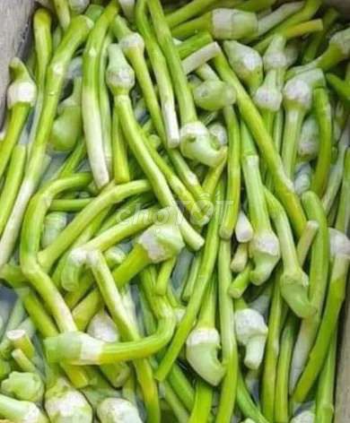 Ngó môn Nhà trồng Tươi ngon. Mua bán Đồ ăn, thực phẩm và các loại khác tại Thành phố Thủ Đức Tp Hồ Chí Minh được đăng bởi lê minh chương hình 1