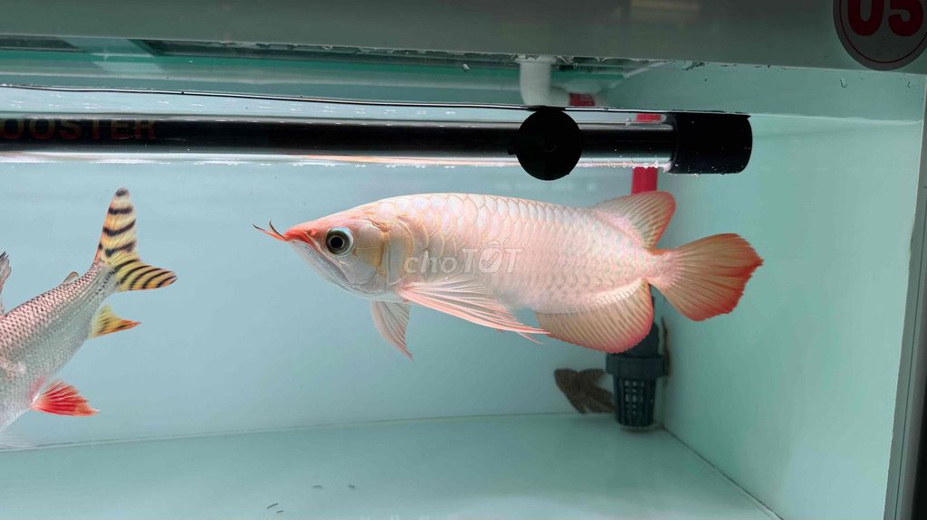 Cá Rồng Huyết Long phông trắng 35-36cm. Mua bán Thú cưng khác tại Quận Bình Tân Tp Hồ Chí Minh được đăng bởi Thanh Phát hình 1