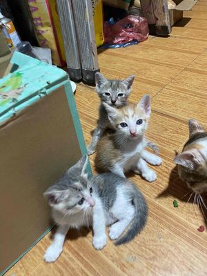 Mèo con 2 tháng tuổi Đen, xám, vàng