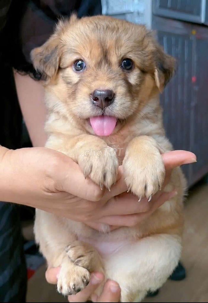 chó nhật bắc kinh 2 tháng. Mua bán Chó tại Quận Bình Tân Tp Hồ Chí Minh được đăng bởi Minh nguyễn  hình 1