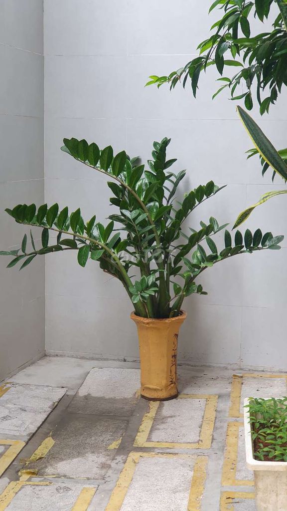 Cây kim tiền. Mua bán Cây cảnh, đồ trang trí tại Quận Thanh Khê Đà Nẵng được đăng bởi ZKS Store hình 3