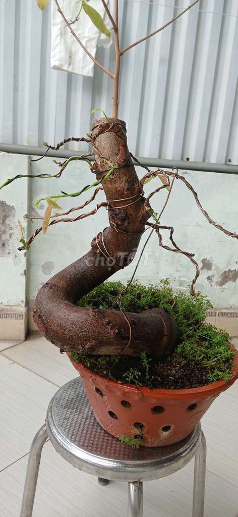 Mai vàng dáng long cao 45cm thân lon bia. Mua bán Cây cảnh, đồ trang trí tại Quận Đống Đa Hà Nội được đăng bởi Chị My hình 1