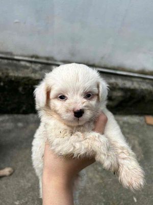 bán chó con màu trắng. Mua bán Chó tại Huyện Phú Xuyên Hà Nội được đăng bởi truong hee