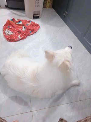 cho phốc sóc lai nhật