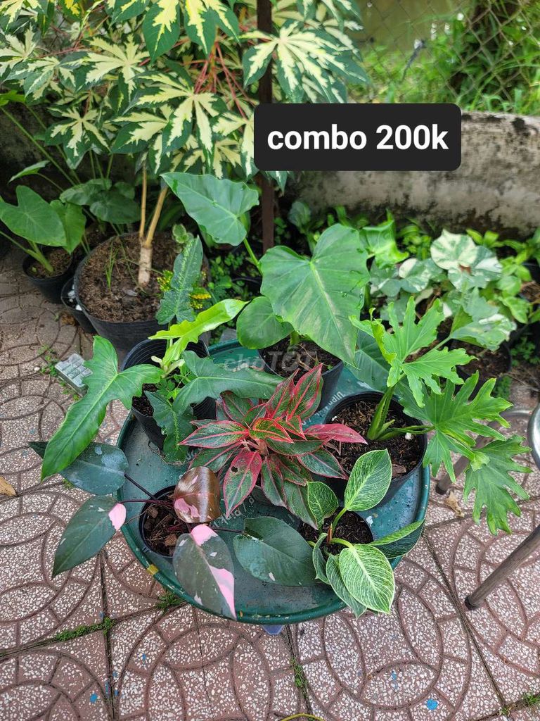 Cây cảnh giá rẻ monstera,  hạc cam, tra var. Mua bán Cây cảnh, đồ trang trí tại Quận Cái Răng Cần Thơ được đăng bởi gia dụng rẻ  hình 1