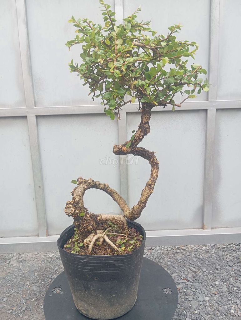 Cây cảnh Sam núi trái . Mua bán Cây cảnh, đồ trang trí tại Huyện Củ Chi Tp Hồ Chí Minh được đăng bởi LT hình 1