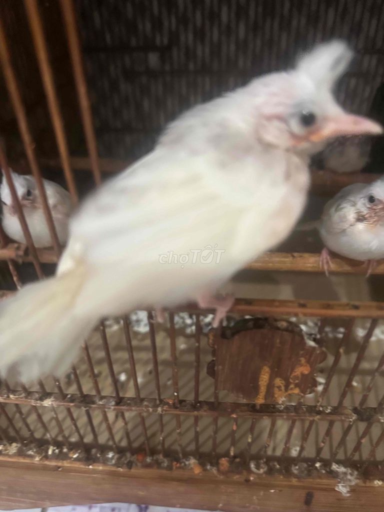 Chim cảnh màu Trắng. Mua bán Chim tại Quận Gò Vấp Tp Hồ Chí Minh được đăng bởi tran binh trong hình 1