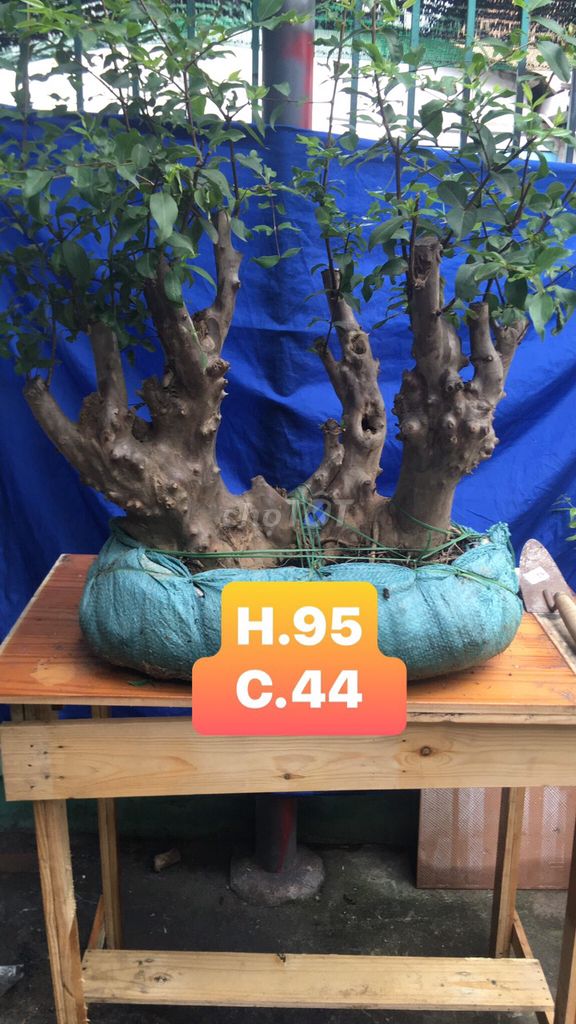 0901737686 - Cây bằng lăng bonsai giá rẻ