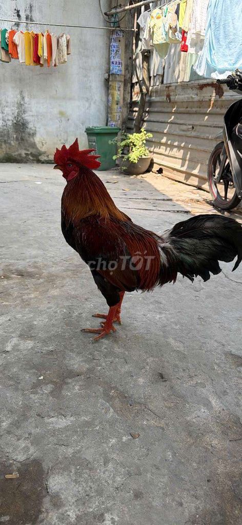 Gà chọi Điều 3kg Đực. Mua bán Gà tại Quận 1 Tp Hồ Chí Minh được đăng bởi Noname hình 1