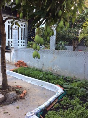 Nhà vườn rộng 200 m2 (5 x 40), gần RMIT / Phú Mỹ Hưng, TPHCM, giá mềm.