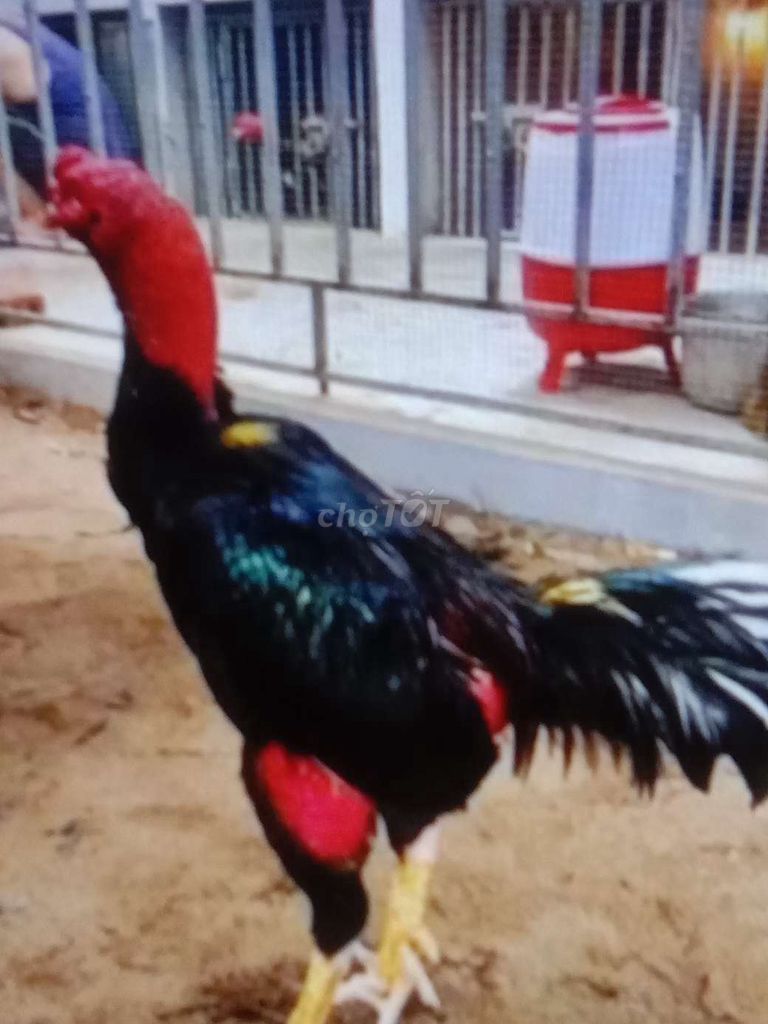 Gà Đòn khỏe mạnh lớn khủng 28 con. Mua bán Gà tại Huyện Bình Chánh Tp Hồ Chí Minh được đăng bởi Hùng  hình 1