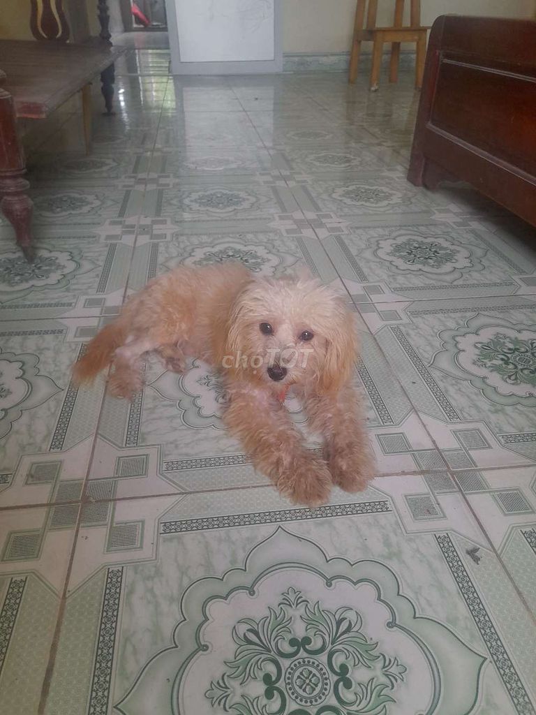 Chó Poodle  vàng nhạt, trắng  đã tiêm phòng. Mua bán Chó tại Thị xã Sơn Tây Hà Nội được đăng bởi Trương Hảo Hán hình 1
