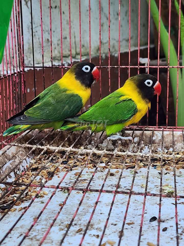 Cặp lovebird ss chuẩn trống mái