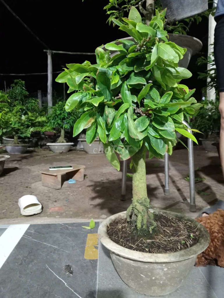 Mai giảo tự xoắn ghép già mùa liền cốt. Mua bán Cây cảnh, đồ trang trí tại Thành phố Dĩ An Bình Dương được đăng bởi ken hình 1