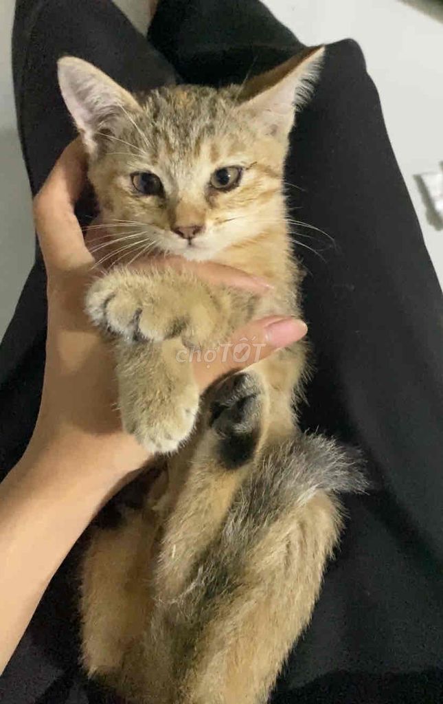 Tìm chủ cho 3 bé