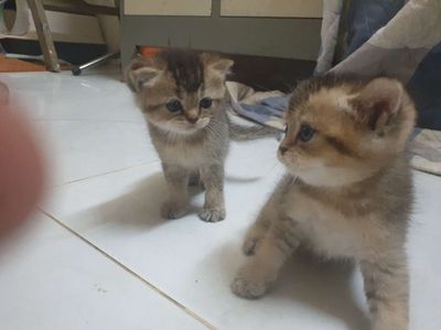 ALD VÀ ALN NHÀ ĐẺ
