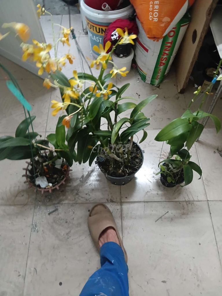 Lan Hồ Điệp Vàng Tím Trang Trí Khỏe Mạnh. Mua bán Cây cảnh, đồ trang trí tại Quận Cẩm Lệ Đà Nẵng được đăng bởi Quocnghian Tran hình 1