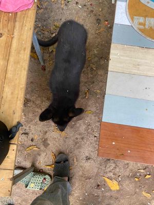 Chó Becgie đen 3 tháng tuổi