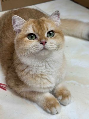 Mèo Anh lông ngắn cái hơn 1 tuổi