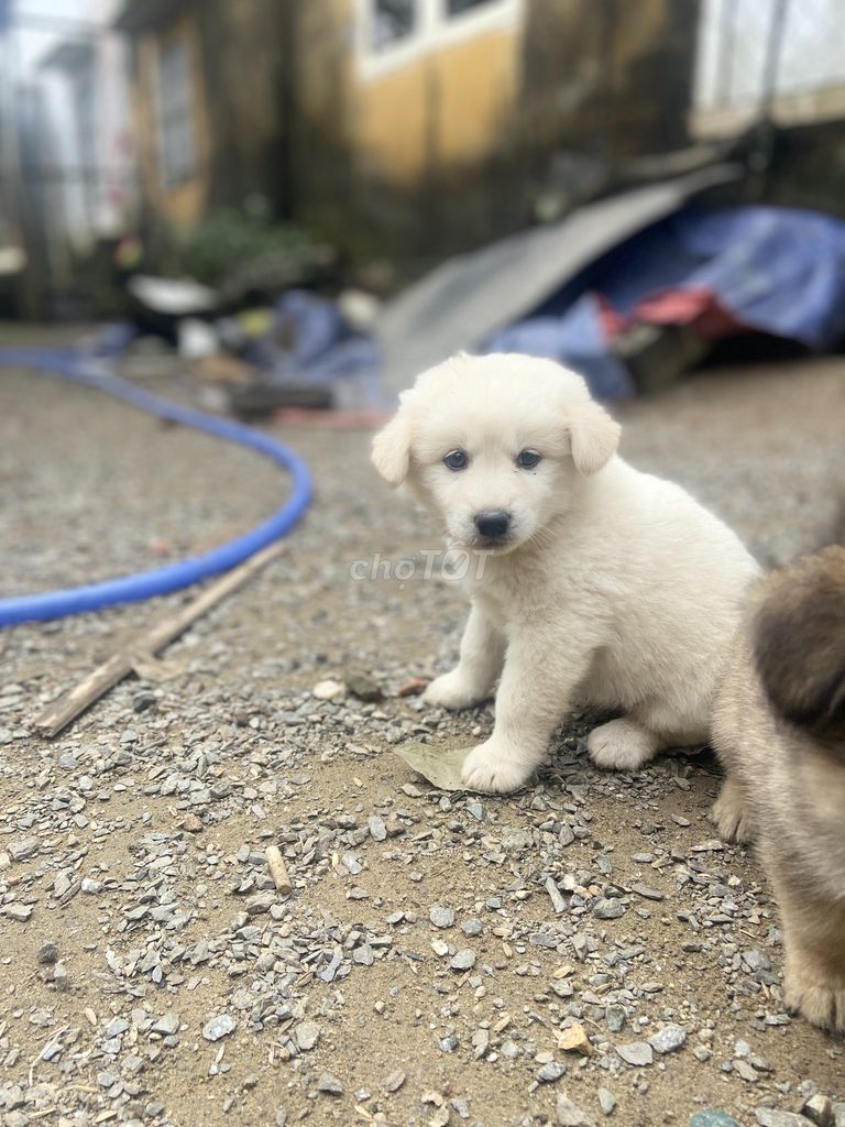 Chó lai xù giữ nhà, nuôi cảnh. Mua bán Chó tại Huyện Hòa Vang Đà Nẵng được đăng bởi Văn Hải hình 5