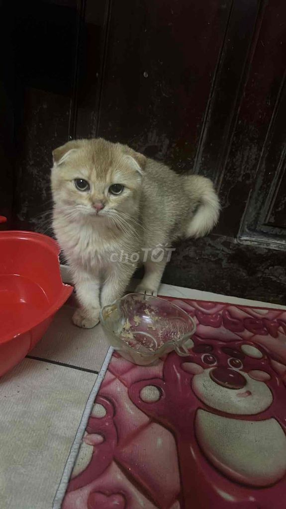 mèo golden, tai cụp , 4 tháng tuổi,  giá siêu rẻ. Mua bán Mèo tại Quận Liên Chiểu Đà Nẵng được đăng bởi Danh Phan hình 1