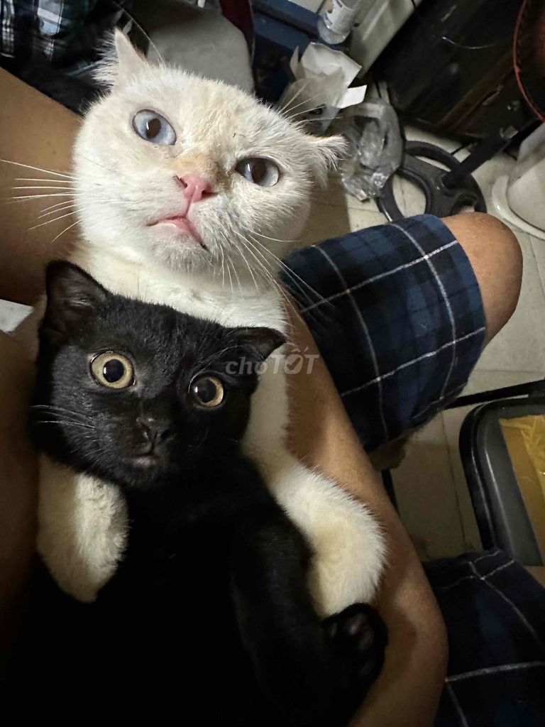 Mèo ALN mun. Mua bán Mèo tại Thành phố Thủ Đức Tp Hồ Chí Minh được đăng bởi Nguyễn Tấn Đạt hình 1