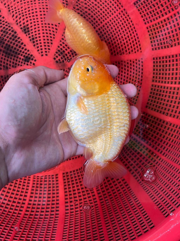 cá ranchu size 4-5ngón