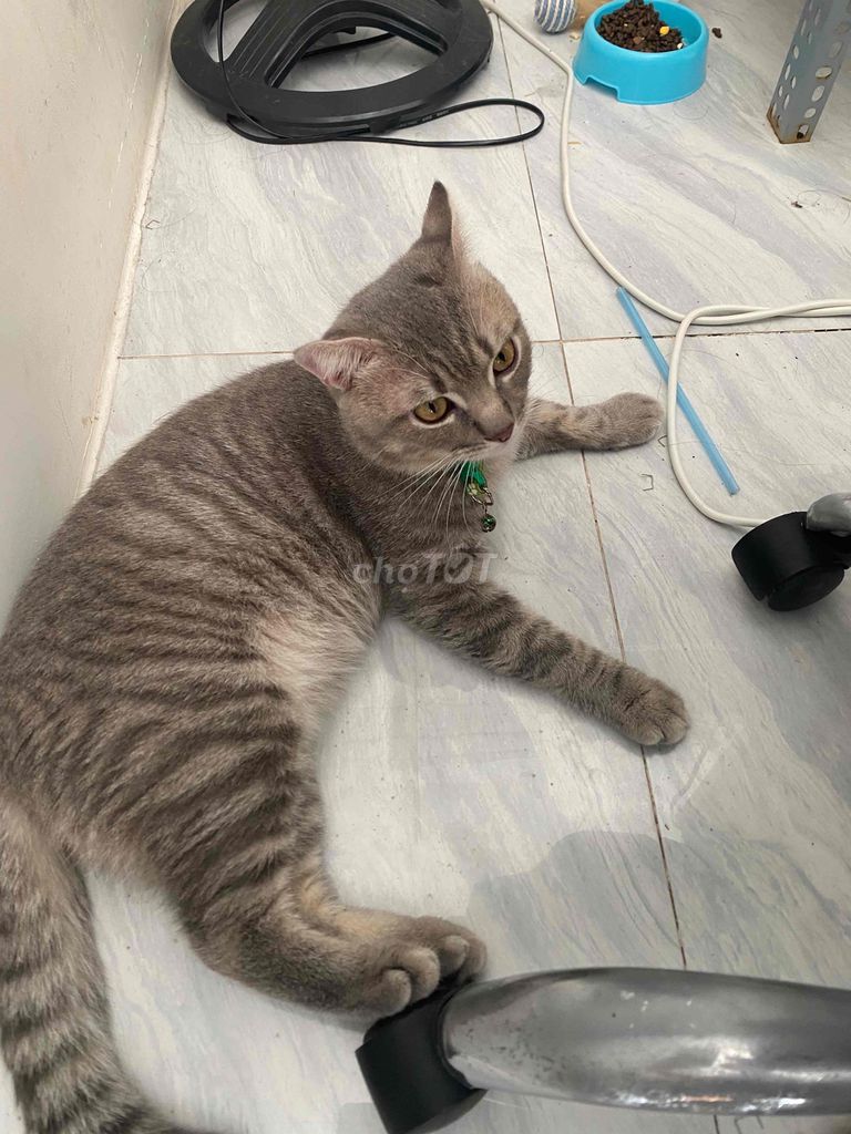 Mèo anh lông ngắn lai, 6 kí hơn