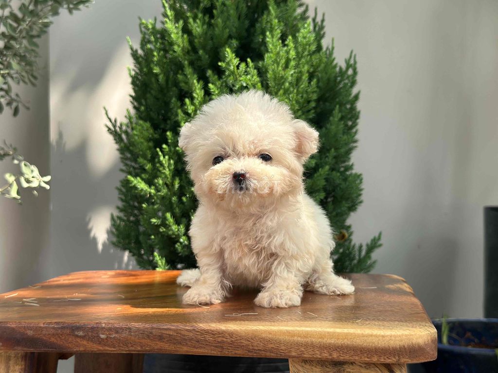 Chó Poodle Tiny cup đực. Mua bán Chó tại Thành phố Bến Tre Bến Tre được đăng bởi Mì Mì House  hình 1