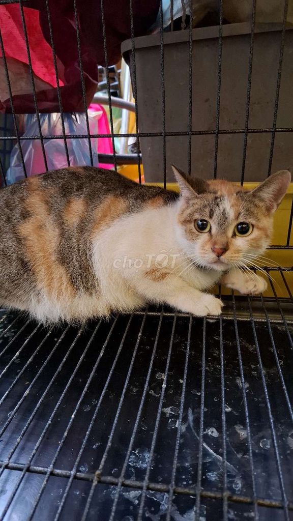 Mèo tam thể cái phom to. Mua bán Mèo tại Quận Hoàng Mai Hà Nội được đăng bởi Thu Sẽ Gầy hình 1