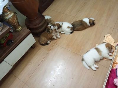 Corgi nhà đẻ 2 tháng tuổi đáng yêu