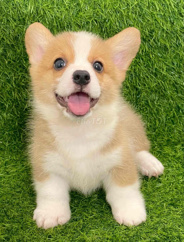 Chó Corgi Vàng trắng cả hai. Mua bán Chó tại Huyện Thanh Trì Hà Nội được đăng bởi Nguyễn Longg hình 1